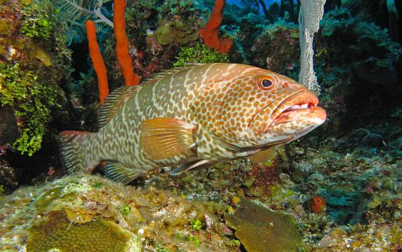 Tiger Grouper
